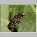 Heriades truncorum - Loecherbiene m08 6mm.jpg